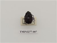 藏品(台灣高山褐騷金龜)的圖片